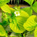 Kako liječiti hlorozu listova jagode